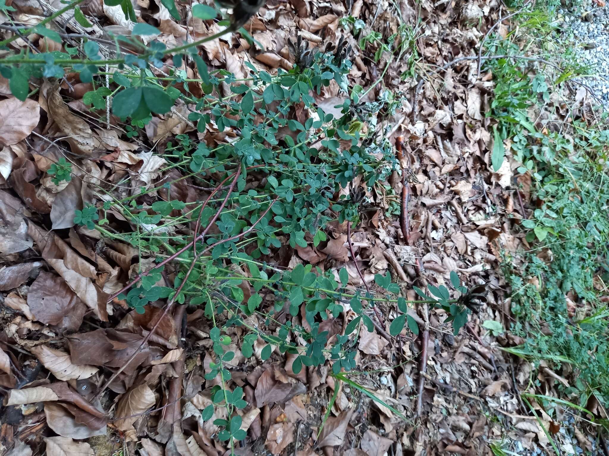 Слика од Cytisus hirsutus L.