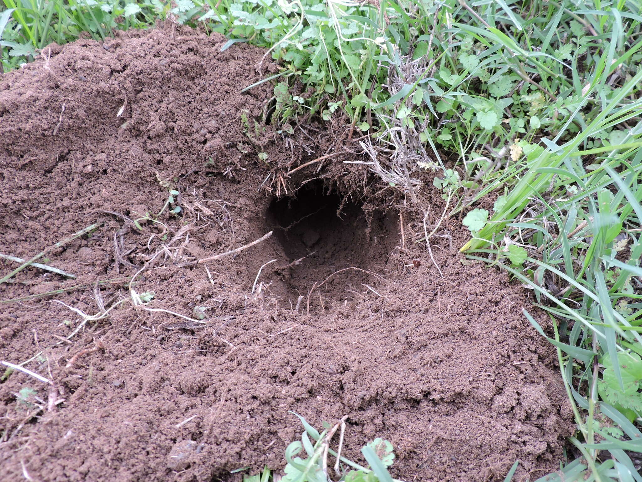 Image of Central Texas Pocket Gopher