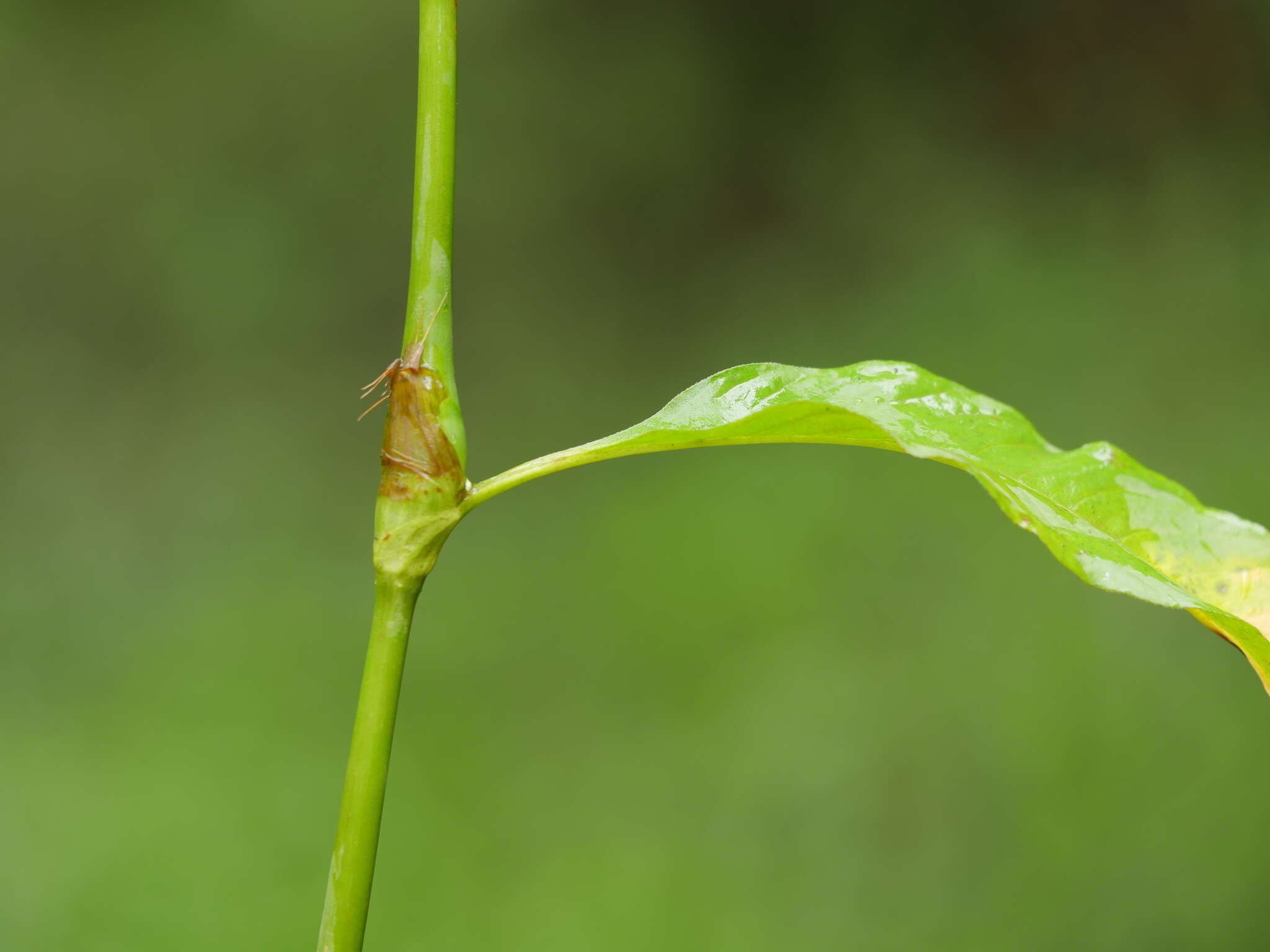 Image of Water-pepper