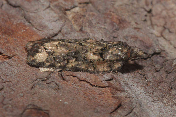 Image of Acleris abietana Hübner 1823