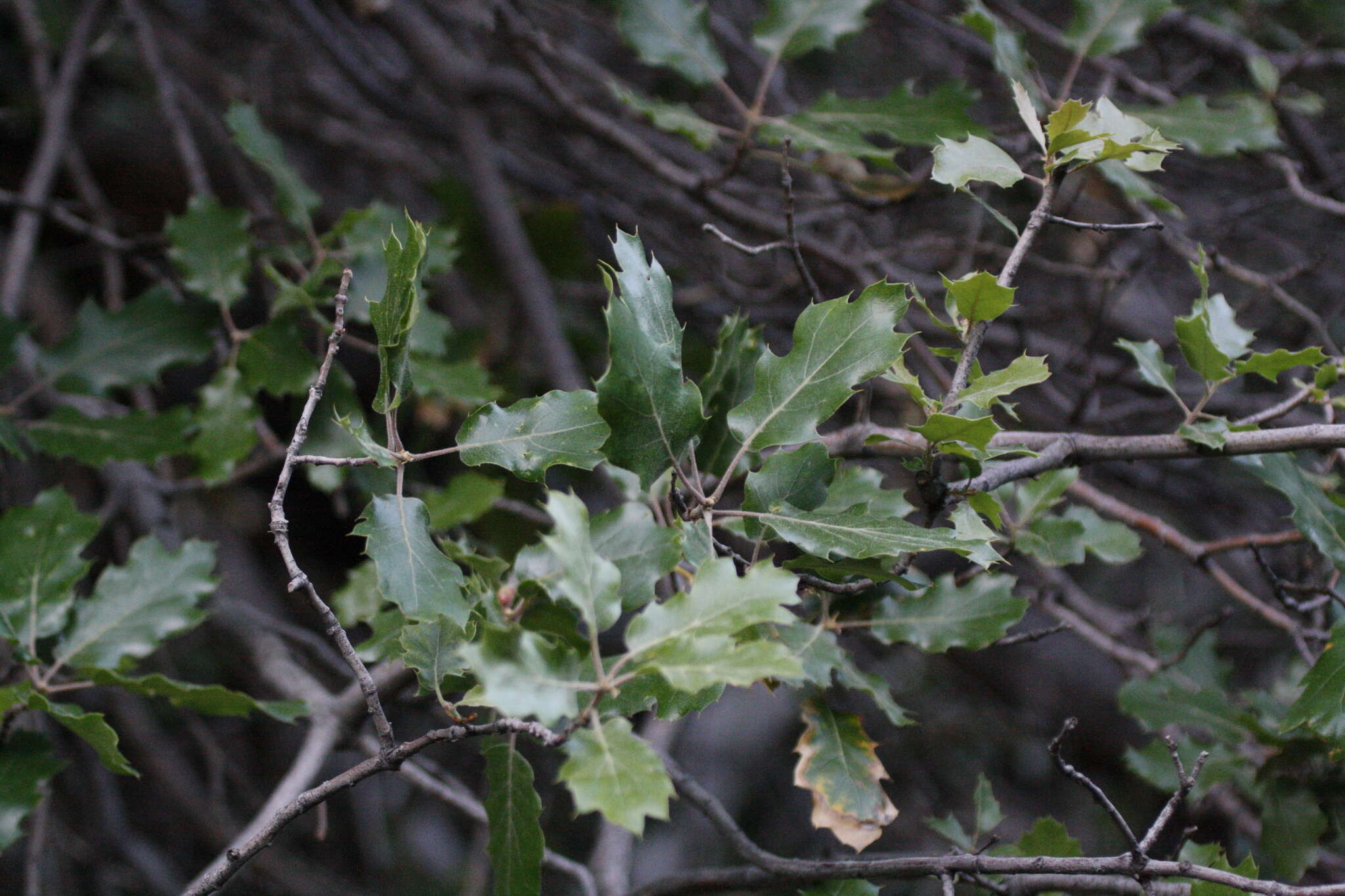 Image of oracle oak