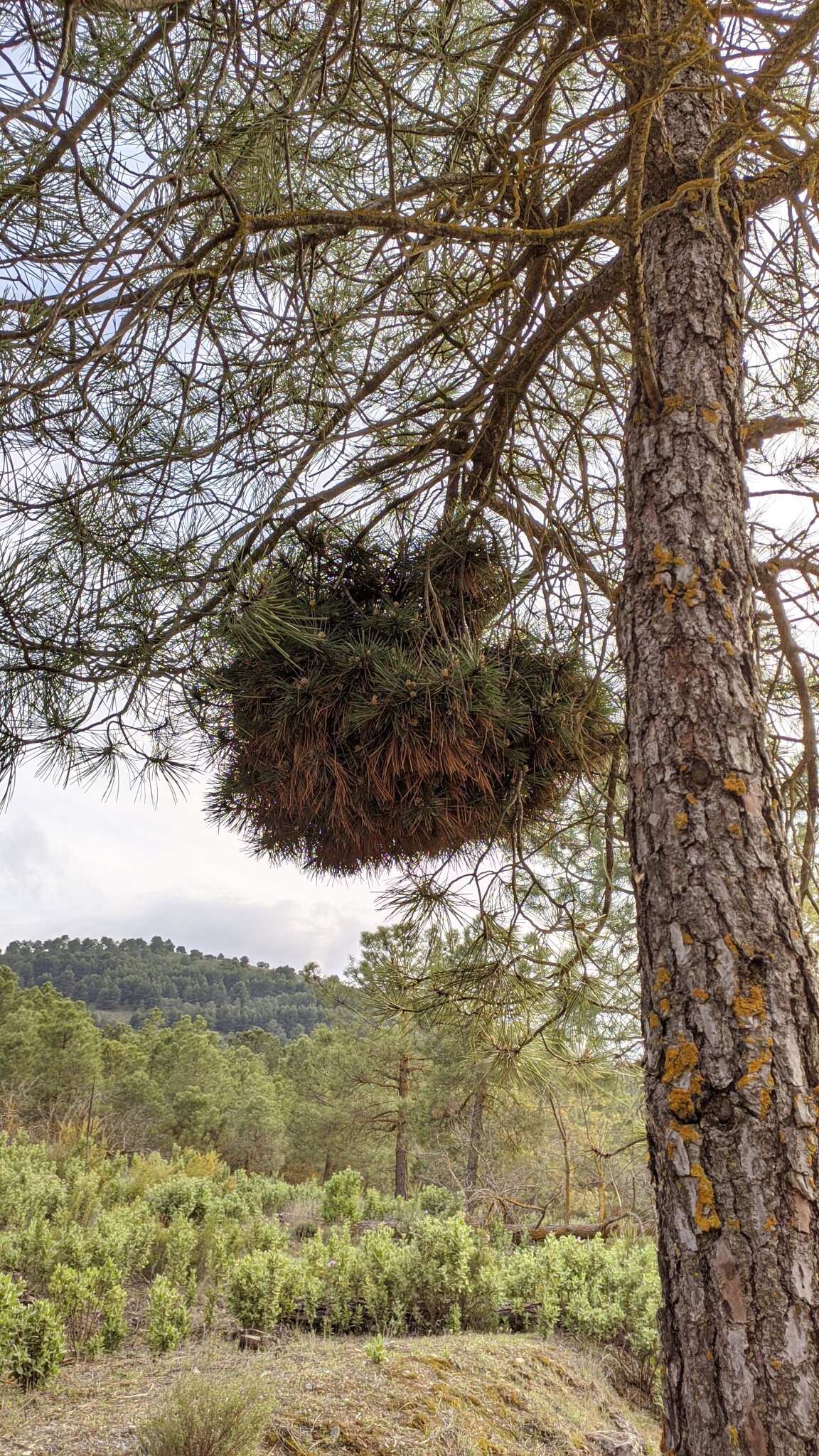 Image of 'Candidatus Phytoplasma pini'