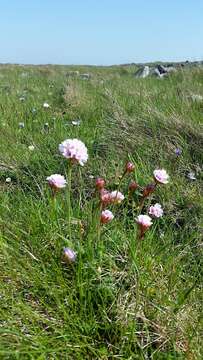 Image of thrift seapink