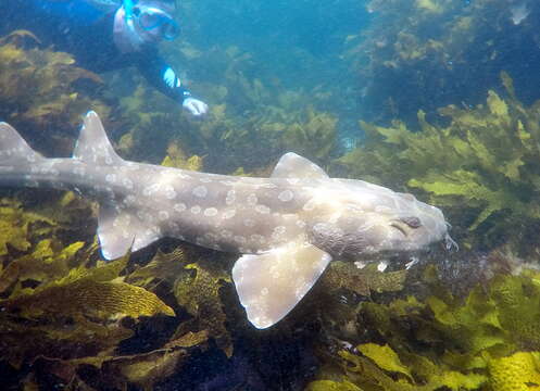 Image of Typical Wobbegongs
