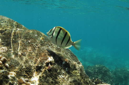 Image of Convict Surgeonfish