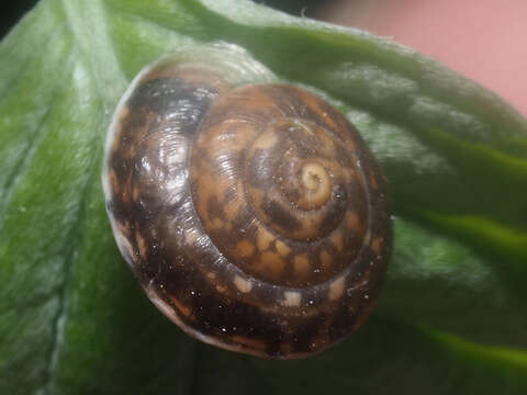 Image of girdled snail