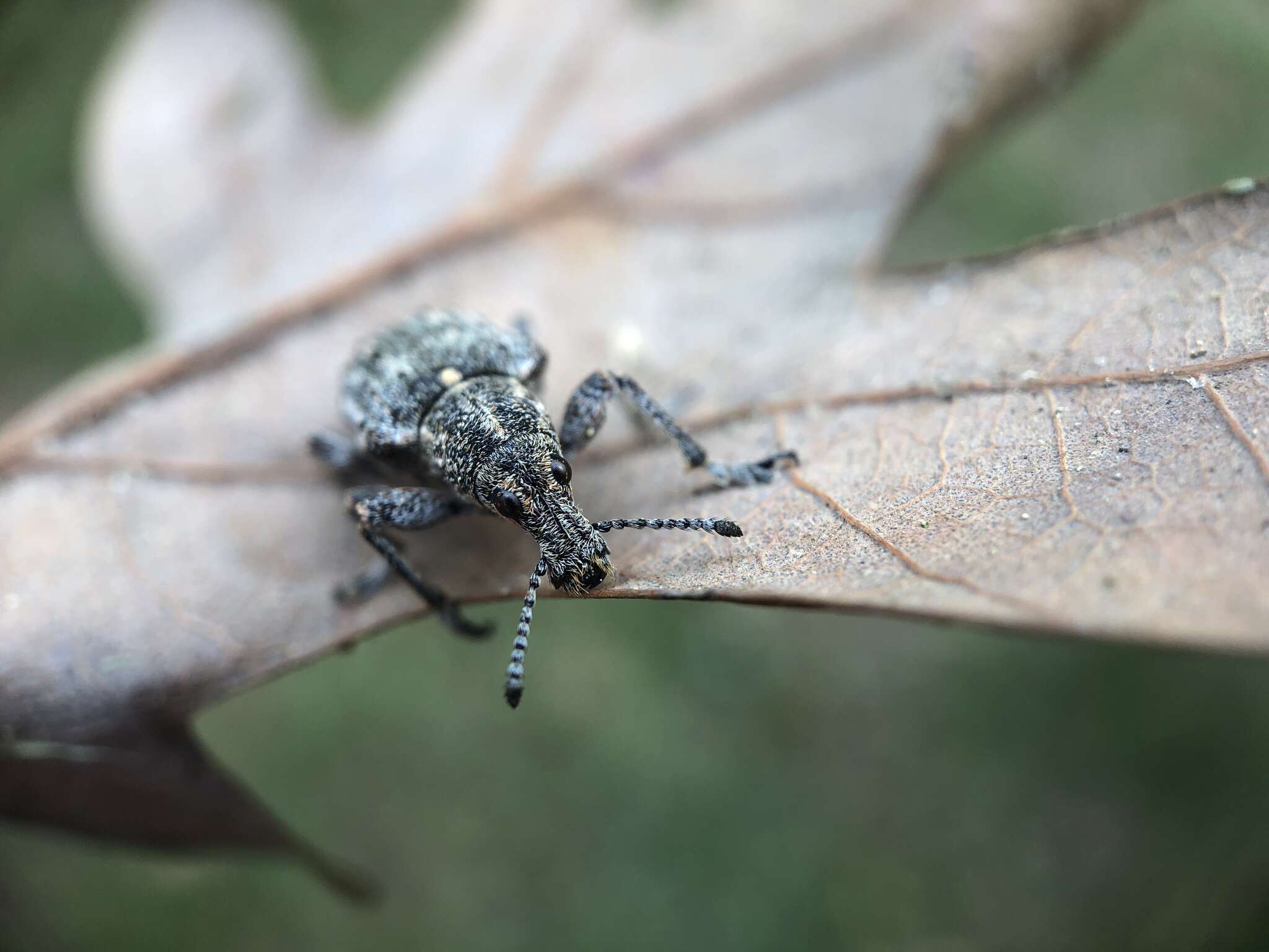 صورة Ithycerus noveboracensis (Forster & J. R. 1771)