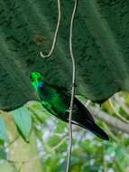 Image of Heliodoxa jacula henryi Lawrence 1867