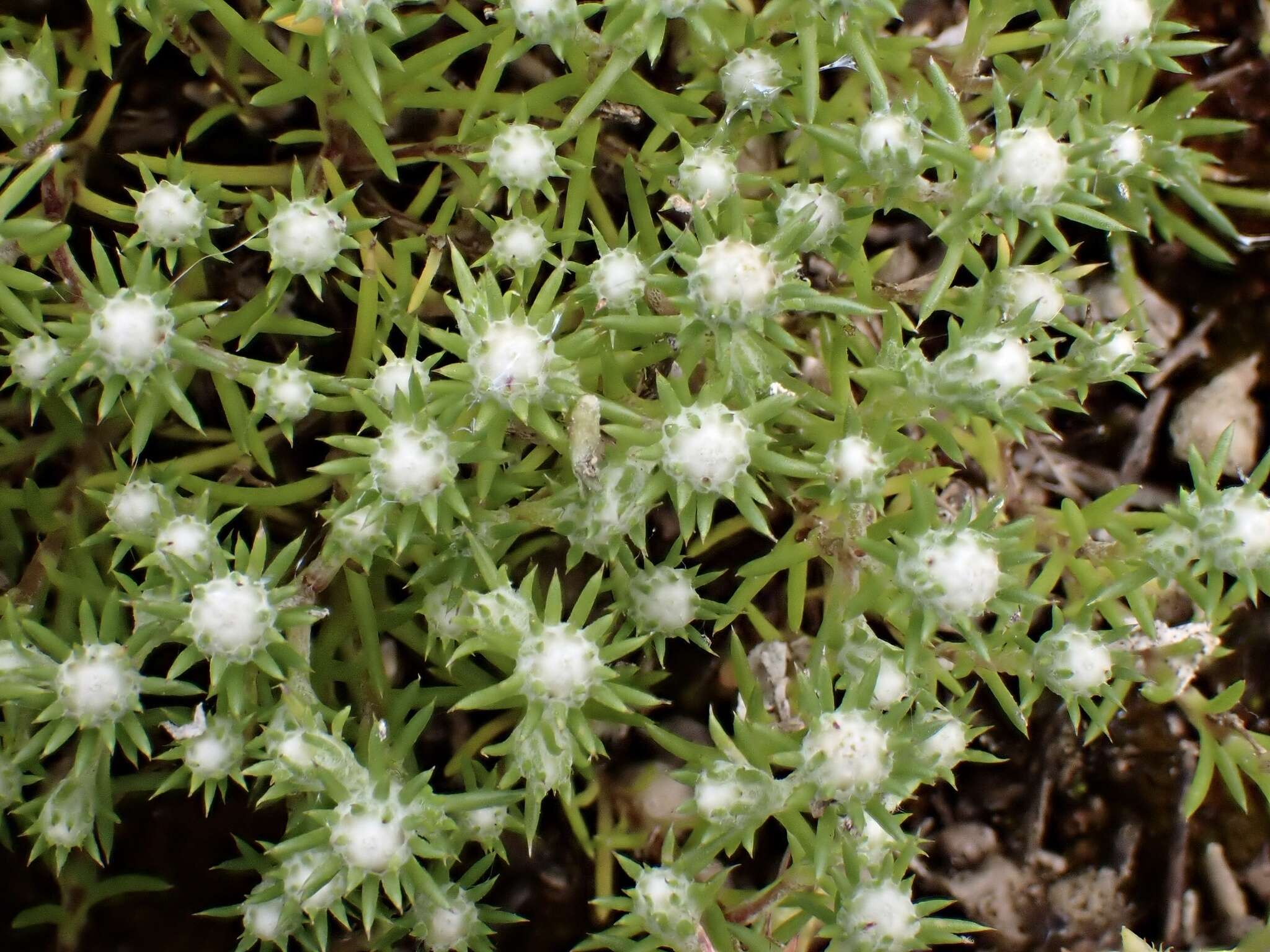 Слика од <i>Pogonolepis muelleriana</i>