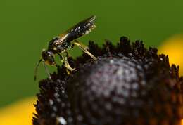 Pseudopanurgus andrenoides (Smith 1853) resmi