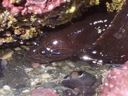 Image of Black blenny