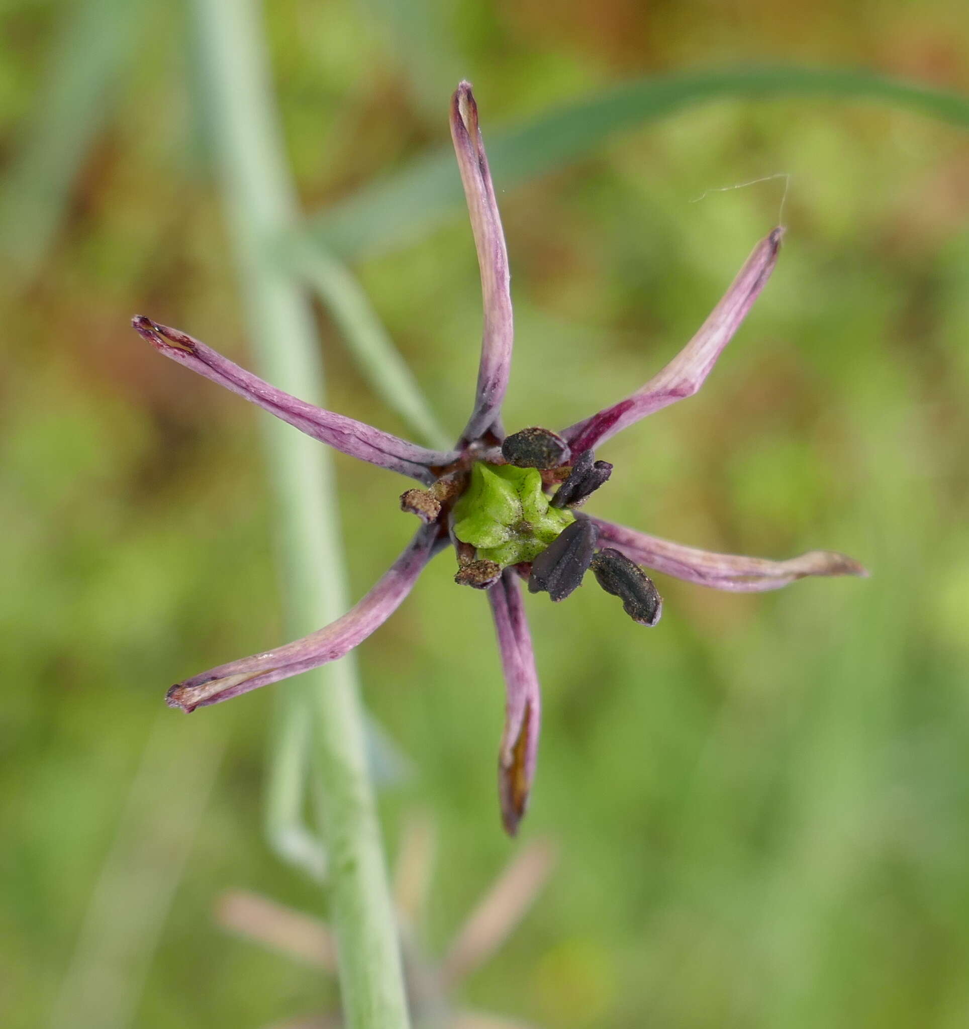 Fritillaria brandegeei Eastw. resmi