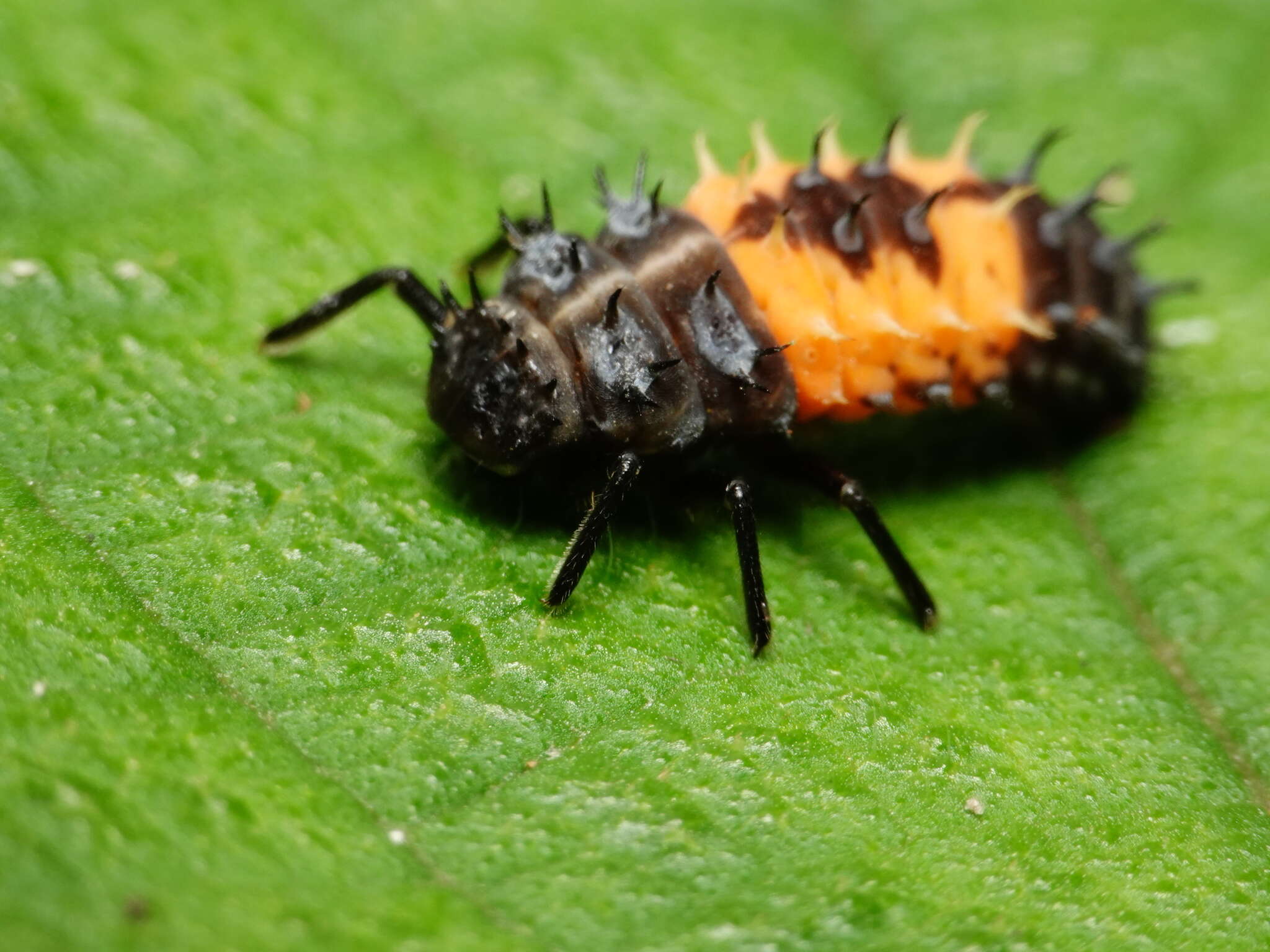 Image of Ladybird beetle