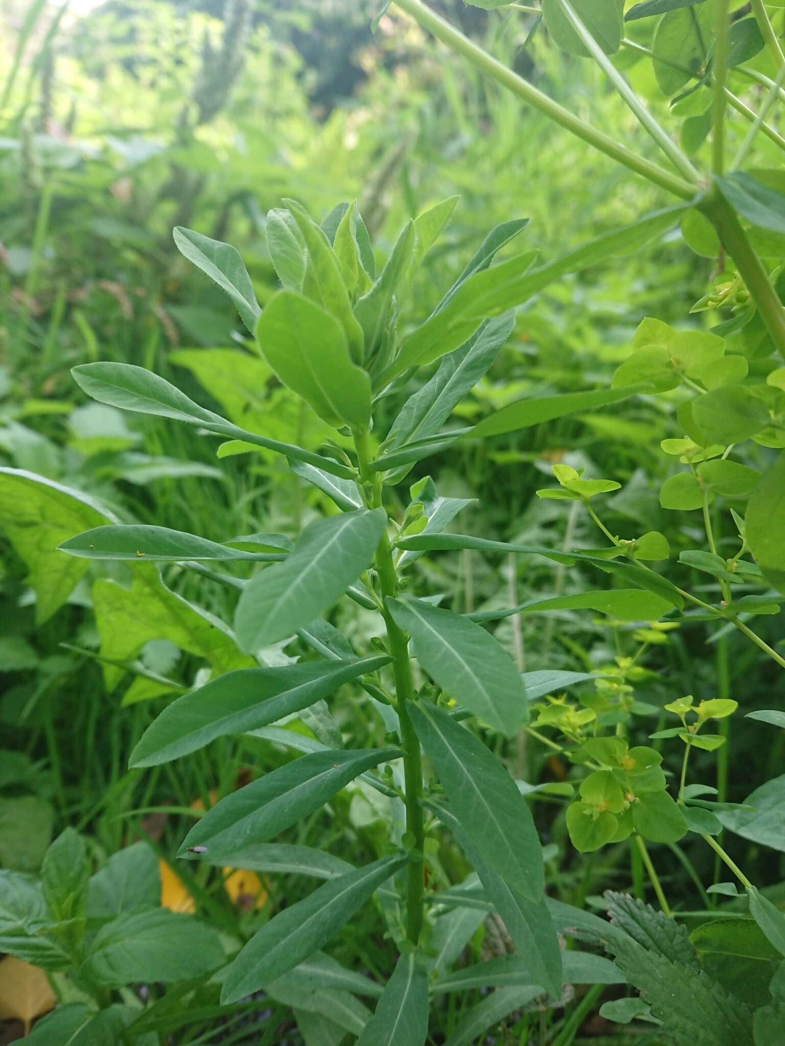 Euphorbia platyphyllos L.的圖片