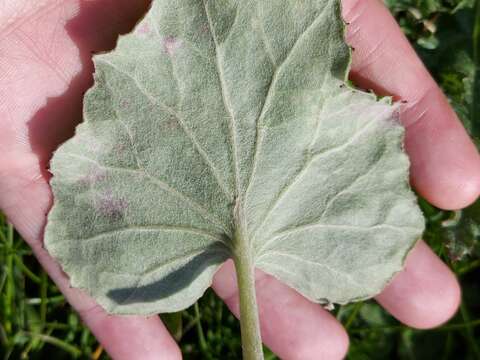 Imagem de Puccinia poarum Nielsen 1877