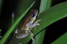 Image of Laughing Tree Frog