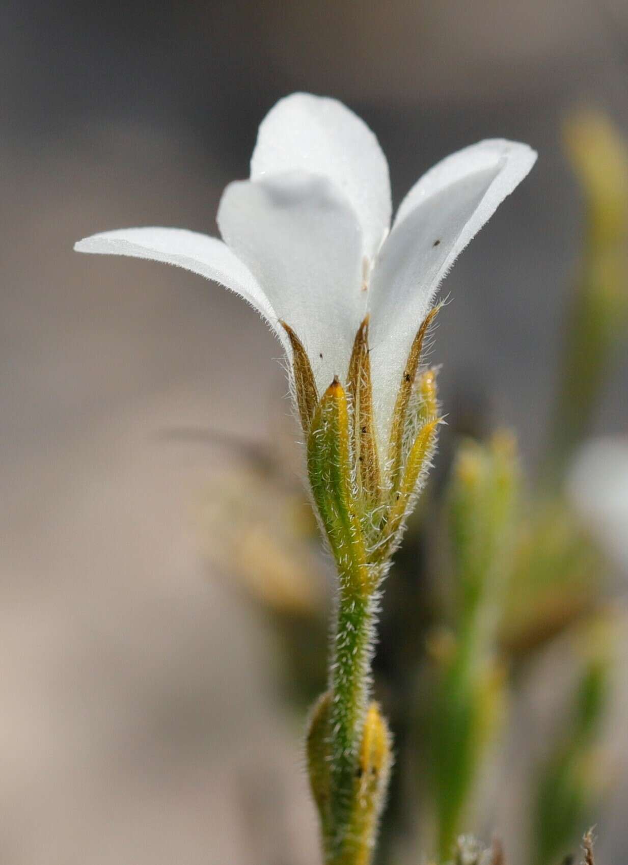 Image of Orianthera spermacocea (F. Muell.) C. S. P. Foster & B. J. Conn