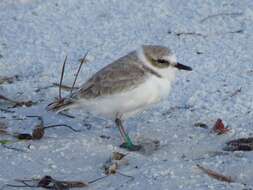 Image of Western snowy plover