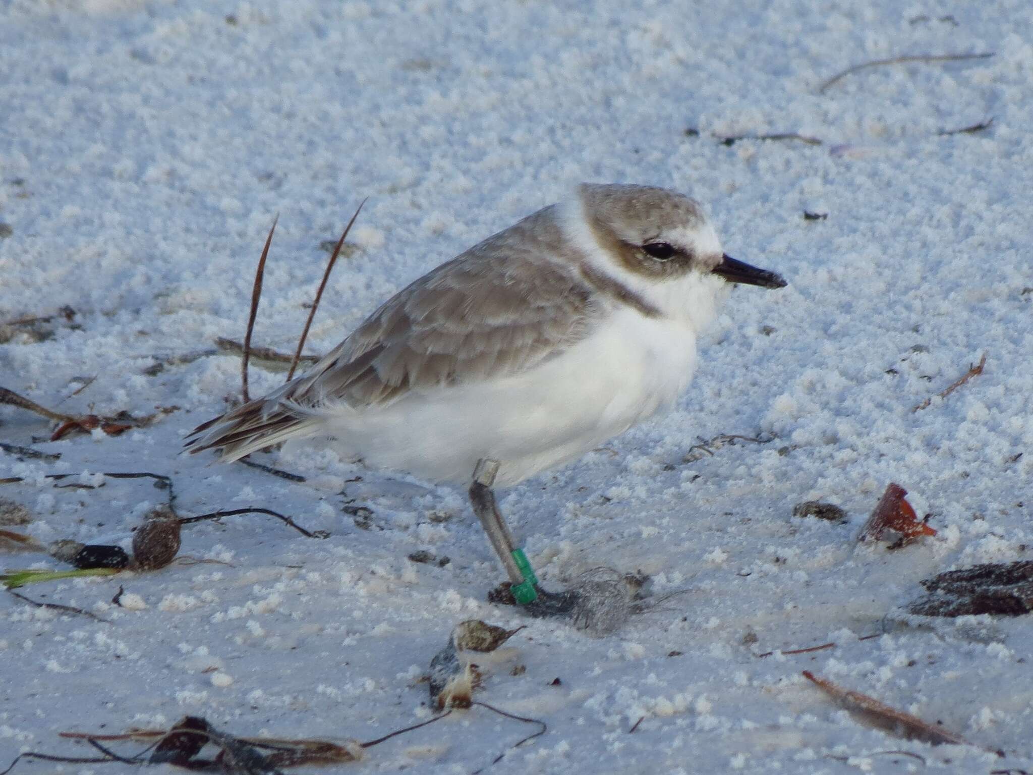 Image of Western snowy plover