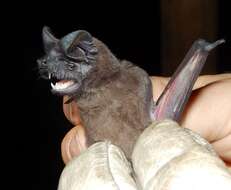 Image of Tadarine Free-tailed Bats