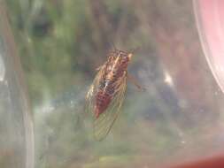 Image of blood redtail cicada