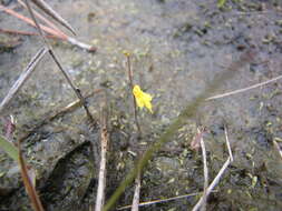 Image de Utricularia pusilla Vahl