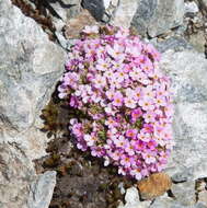 Image of Androsace alpina (L.) Lam.