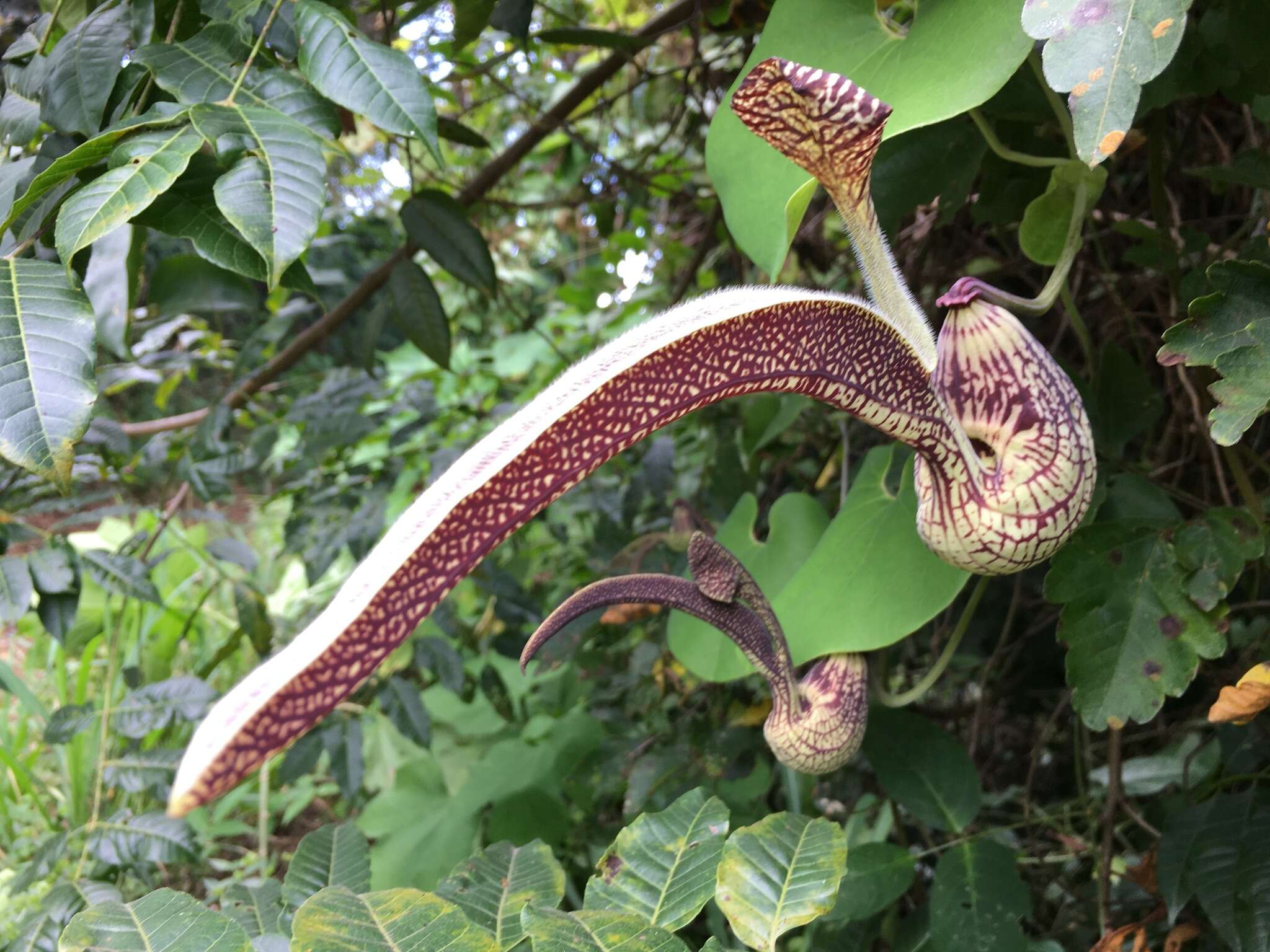 Image de Aristolochia ringens Vahl