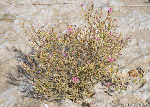 Image of Zeltnera namatophila