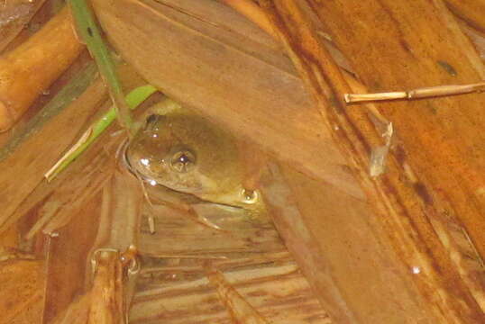 Image of Common Puddle Frog