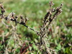 Image of field cudweed