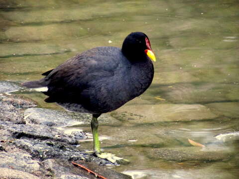 Image of Red-fronted Coot