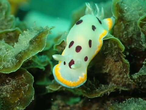 Image of Goniobranchus tumuliferus (Collingwood 1881)