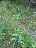 Image of wig knapweed