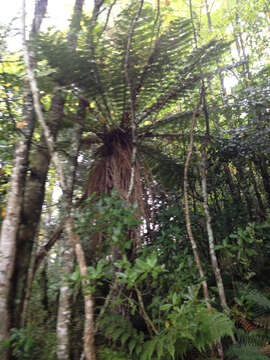 Image of Tree Fern Soft