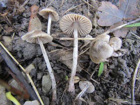 Слика од Entoloma araneosum (Quél.) M. M. Moser 1978