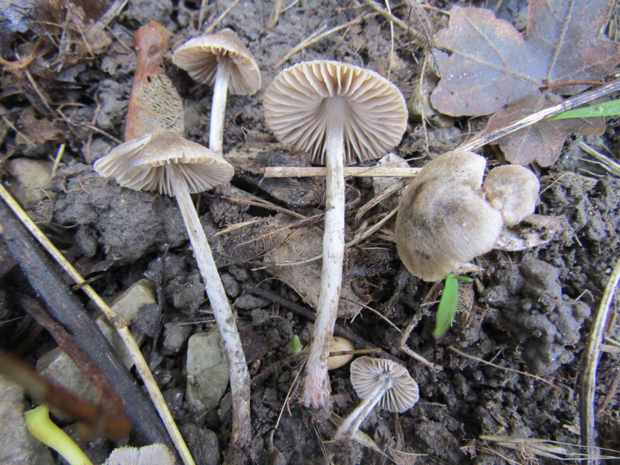 Слика од Entoloma araneosum (Quél.) M. M. Moser 1978