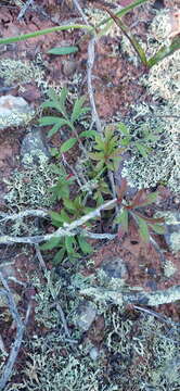 Image of Pelargonium fissifolium (Andr.) Pers.