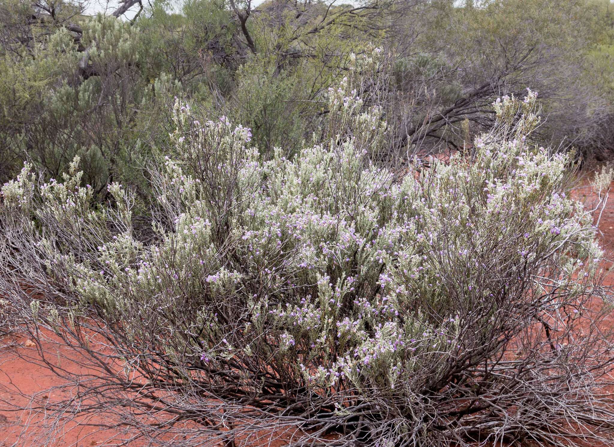 صورة Eremophila scoparia (R. Br.) F. Muell.