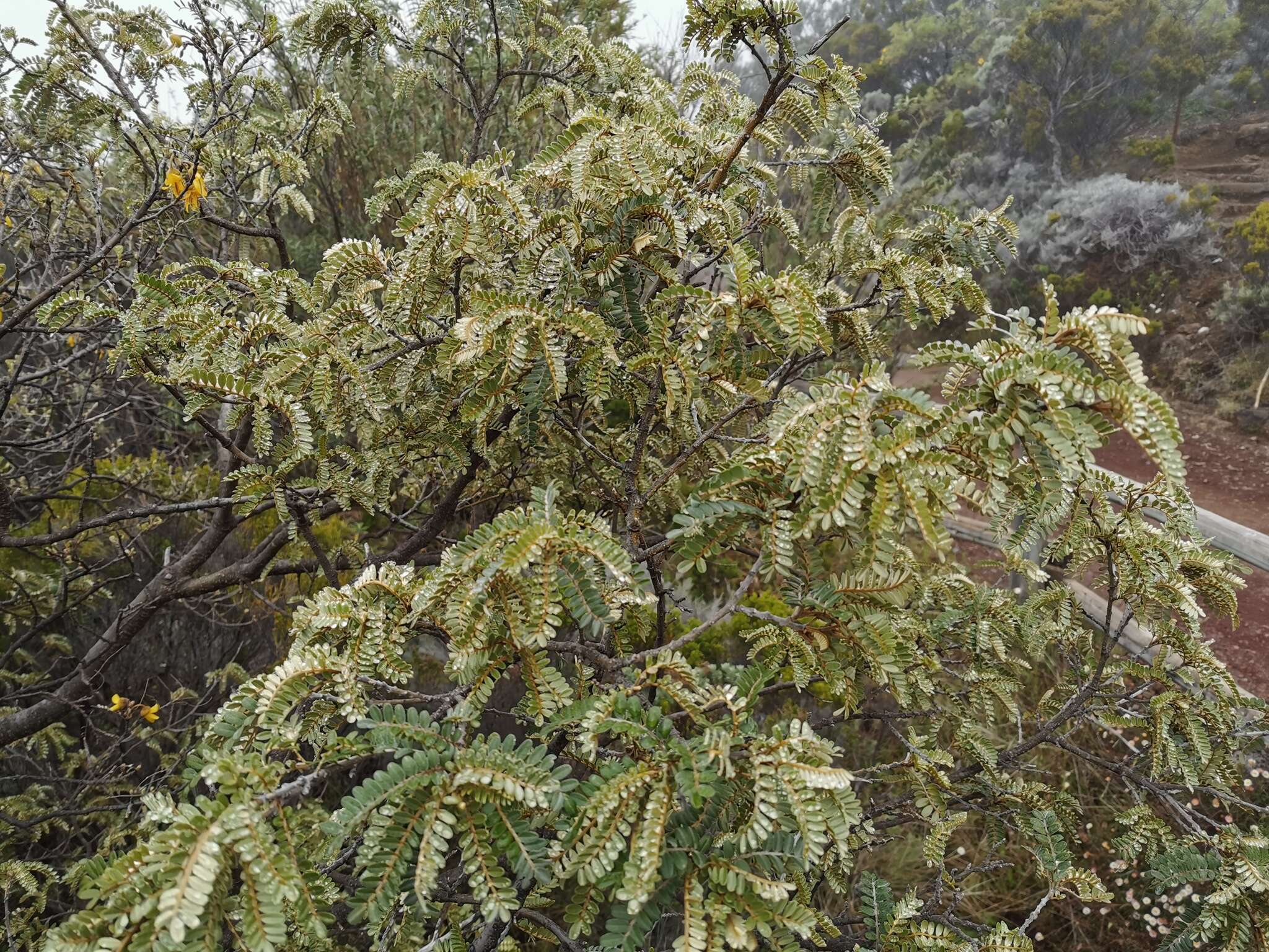 Image of Sophora denudata Bory