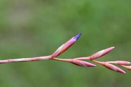 Image of Tillandsia fuchsii W. Till