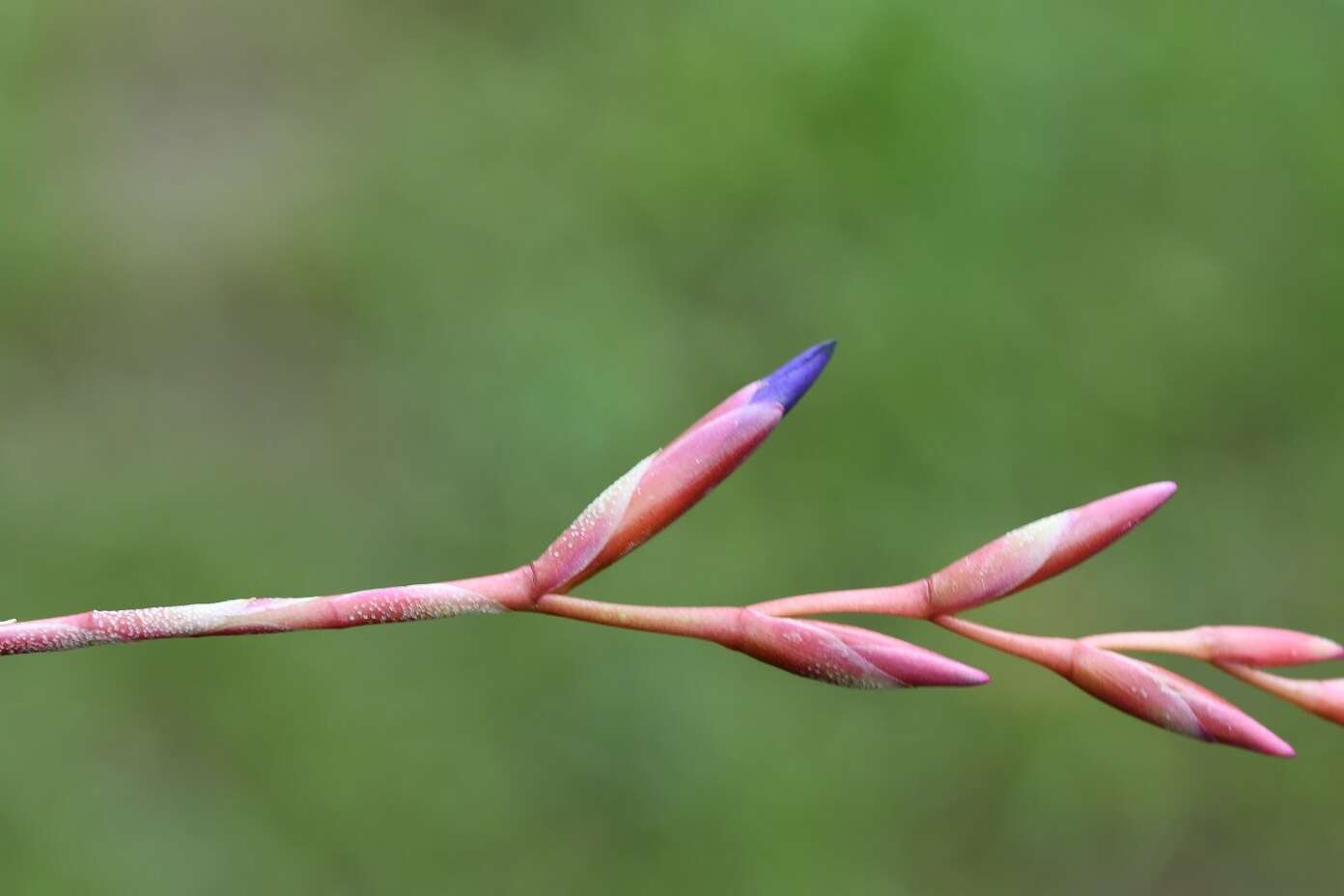 Image of Tillandsia fuchsii W. Till