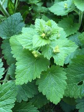 Image de Scrophularia vernalis L.