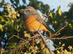 Plancia ëd Monticola rufocinereus (Rüppell 1837)