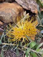 Image de Leucospermum profugum Rourke