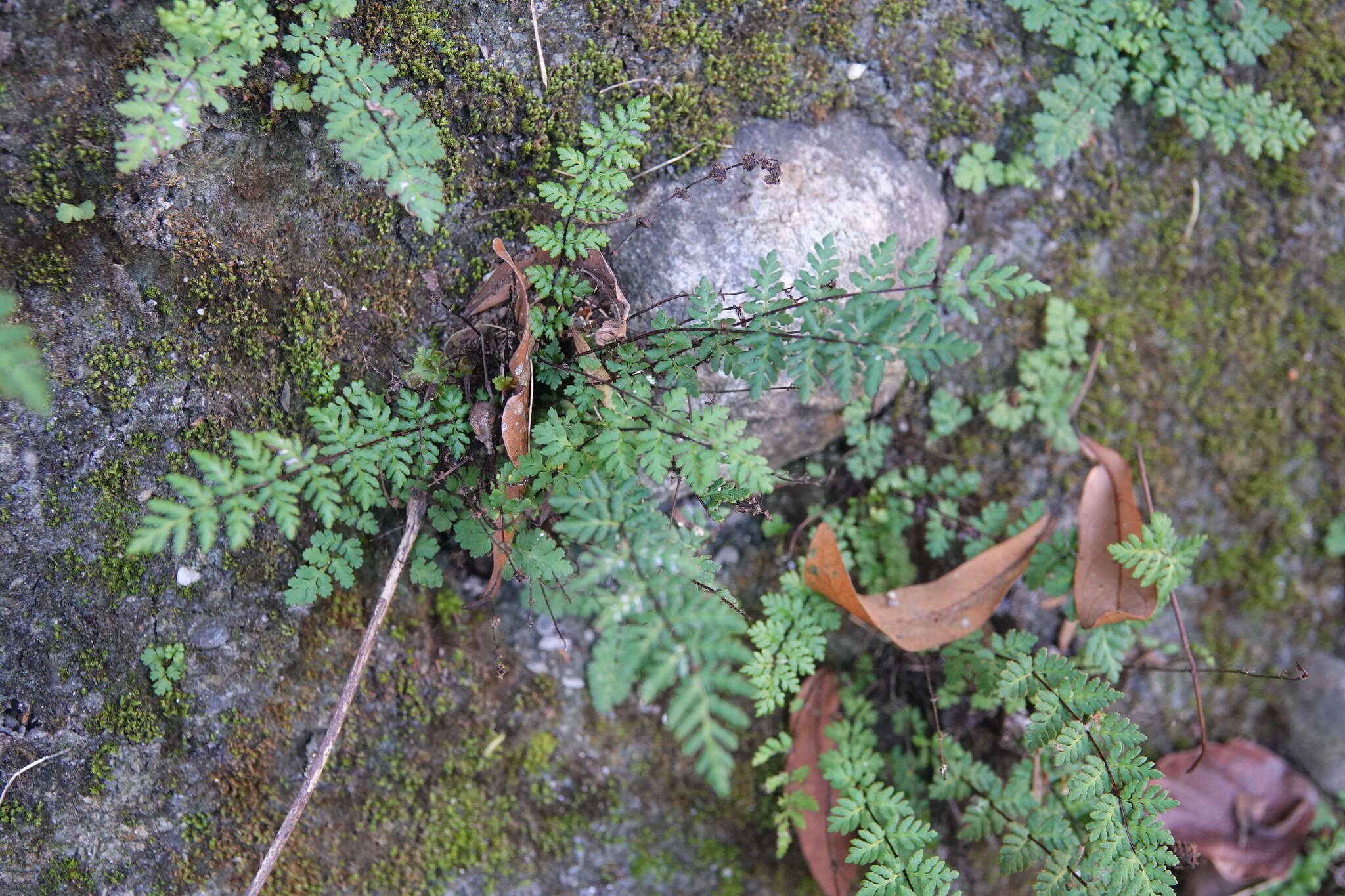 Image of Oeosporangium chusanum (Hook.) Fraser-Jenk.