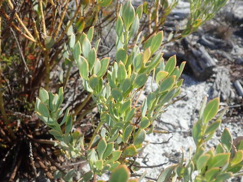 Image of <i>Rafnia capensis</i> subsp. <i>pedicellata</i>