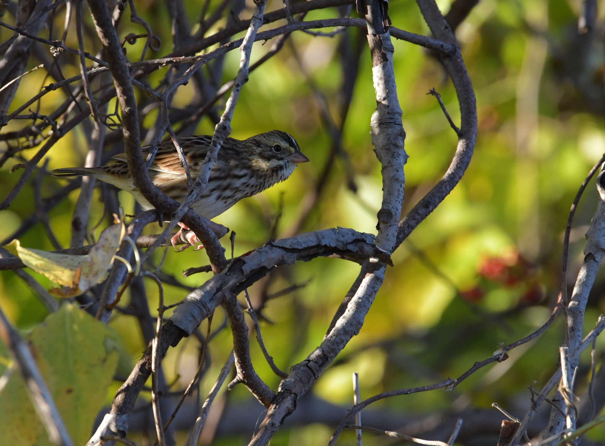 Image of Passerculus sandwichensis savanna (Wilson & A 1811)