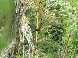 Image of Patagonian Sierra Finch