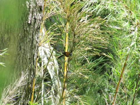 Image of Patagonian Sierra Finch